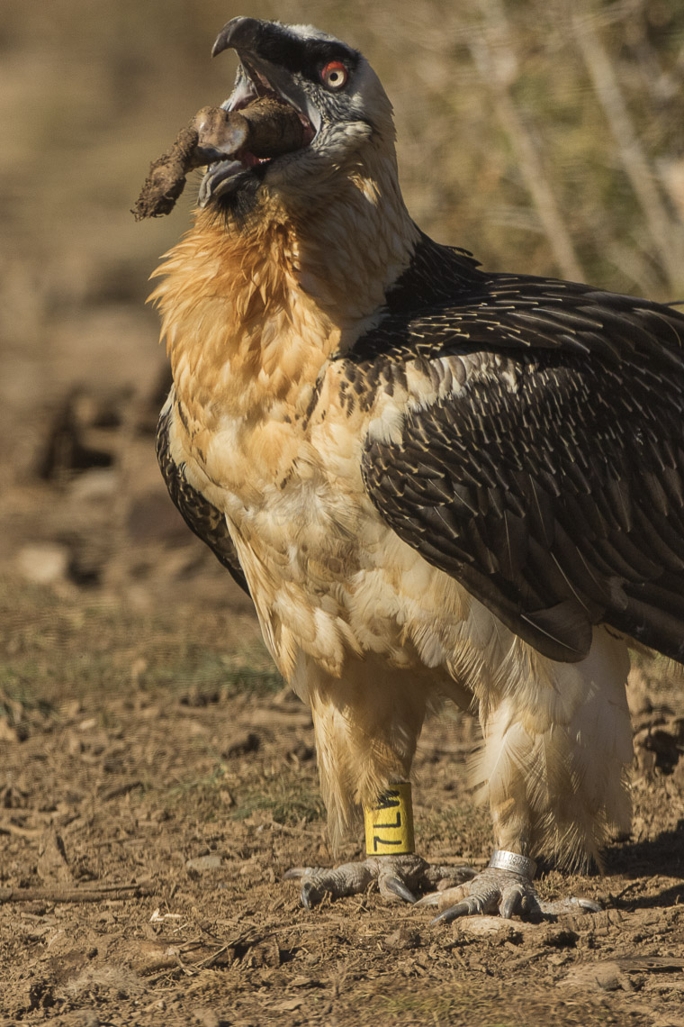 Bearded Vulture.jpg